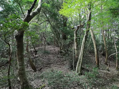 Wakutayamakofungun