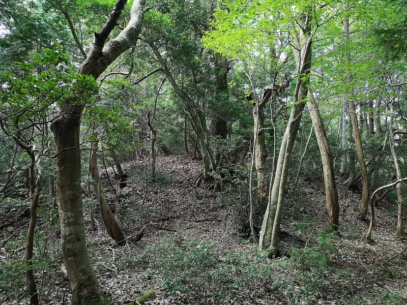 Wakutayamakofungun