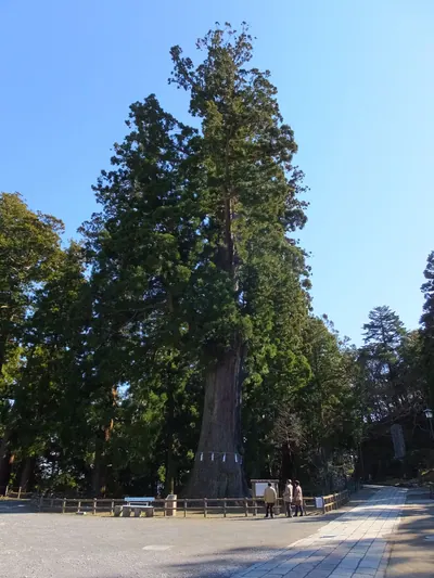 Great Cedar of Kiyosumi