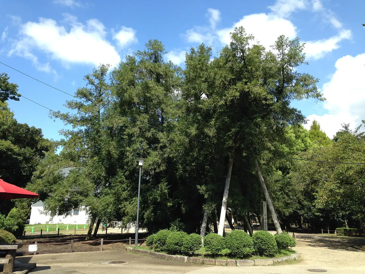 Japanese Nutmeg of Nagoya Castle