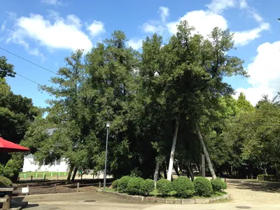 Japanese Nutmeg of Nagoya Castle