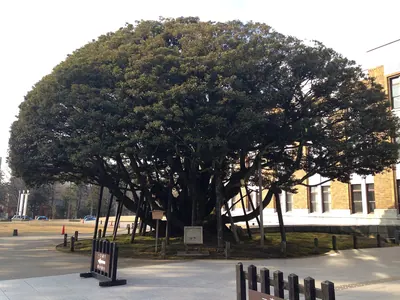 Dōgata no Shiinoki