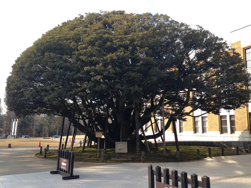 Dōgata no Shiinoki