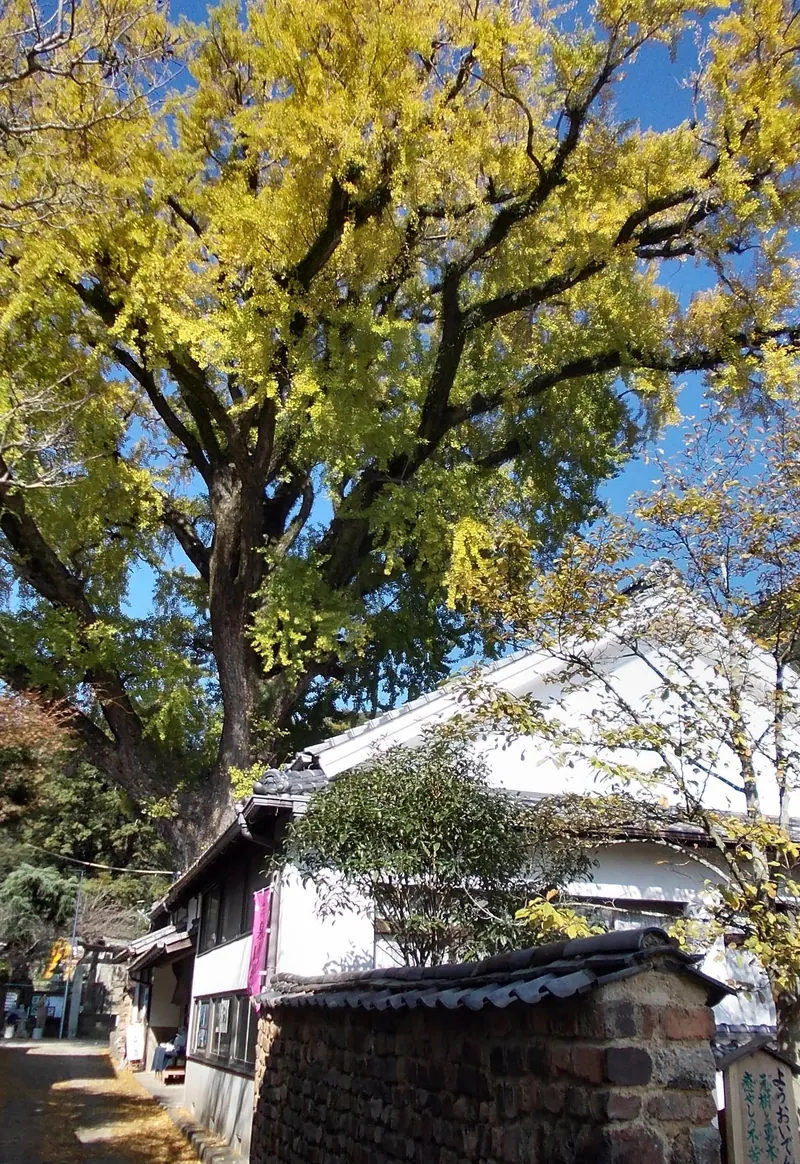 Arita no Icho