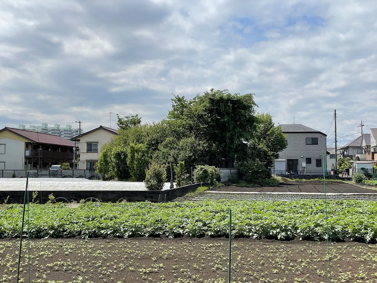 Komae Kofun Cluster
