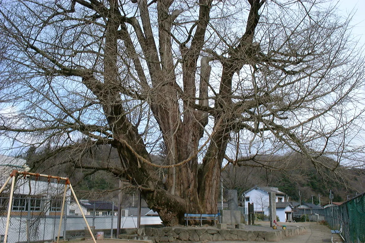Great Ginkgo of Sayō