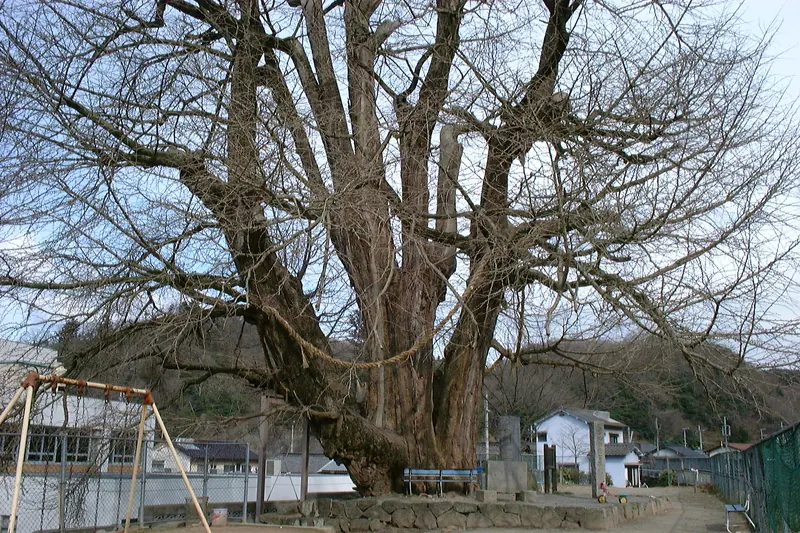 Great Ginkgo of Sayō