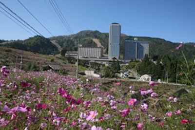 NASPA Cosmos Garden
