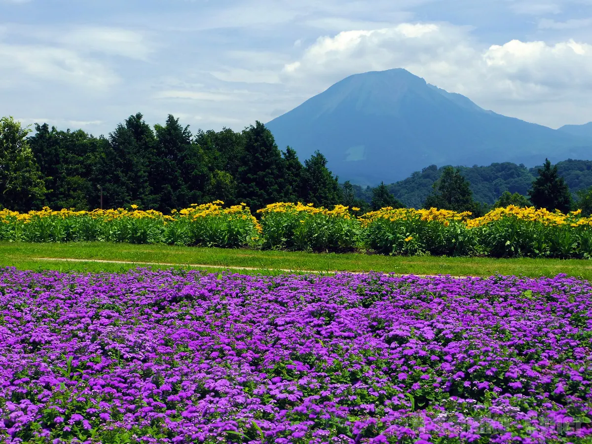 Tottori Hanakairo-Flower Park