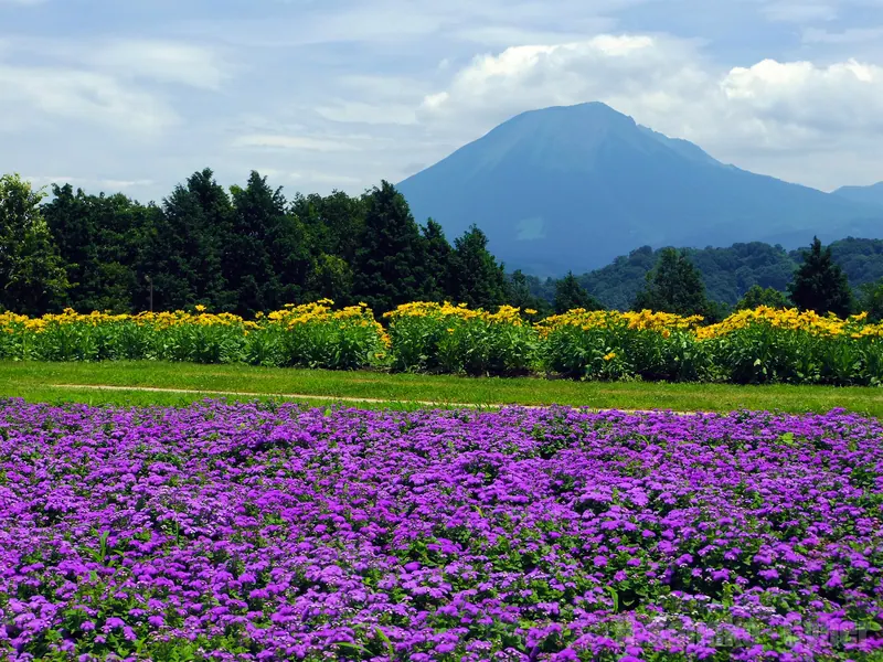 Tottori Hanakairo-Flower Park