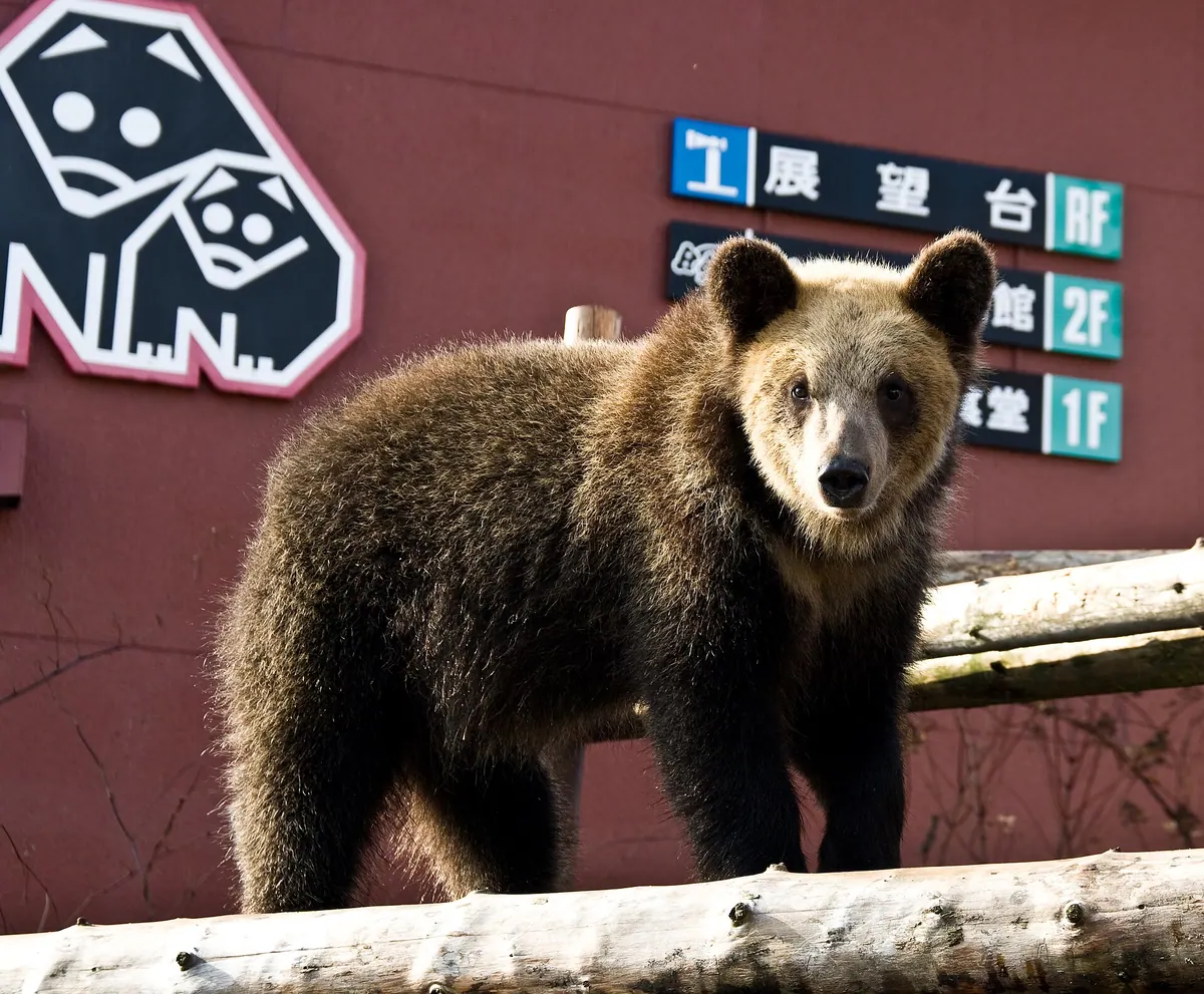 Noboribetsu Bear Park