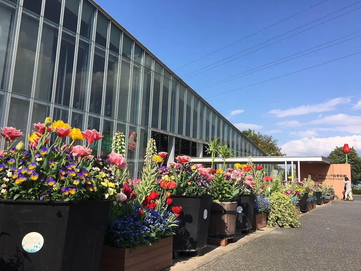 Tonami Tulip Gallery