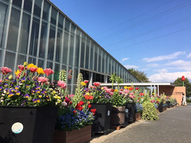 Tonami Tulip Gallery