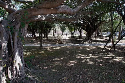 Yogi Park