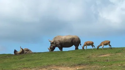 Kyushu African Safari
