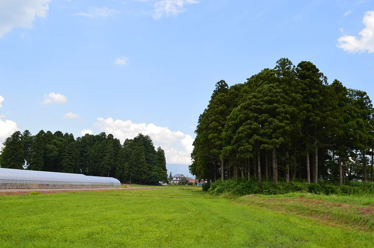 Kamegamori-Chinjumori Kofun