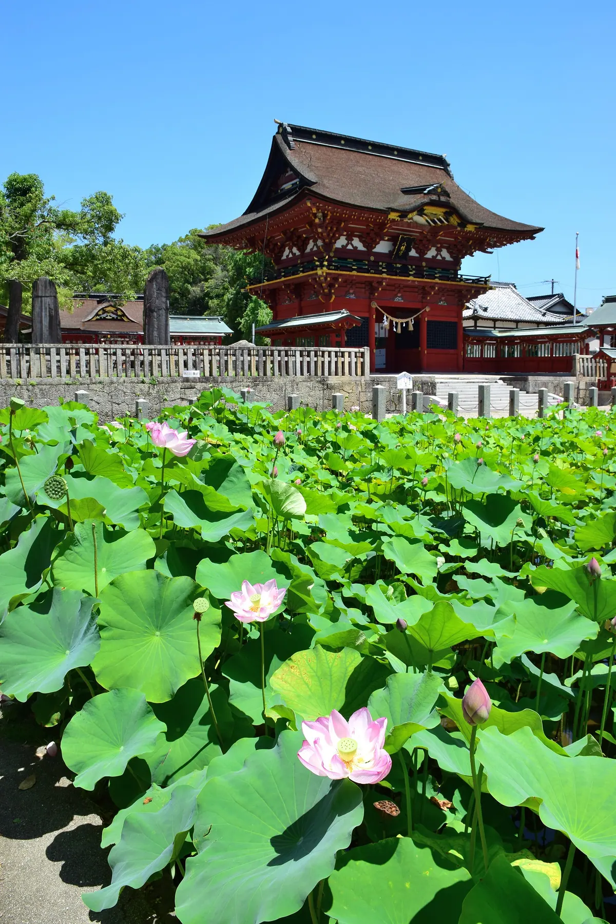 Iga Hachimangū