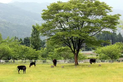 Hyōgo Prefectural Tajima Pasture Park