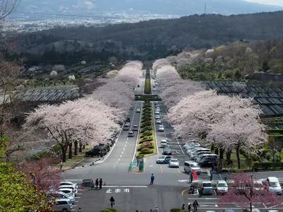 Fuji Cemetery