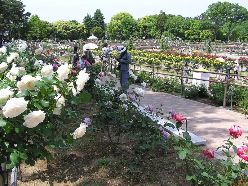 Maebashi Shikishima Park Rose Garden