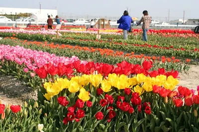Kitajima Tulip Kōen