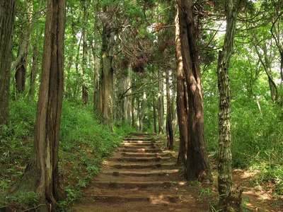 Shōwa no Mori