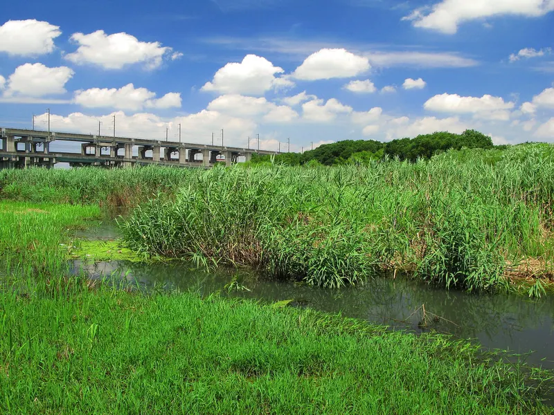 Haraichi Swamp