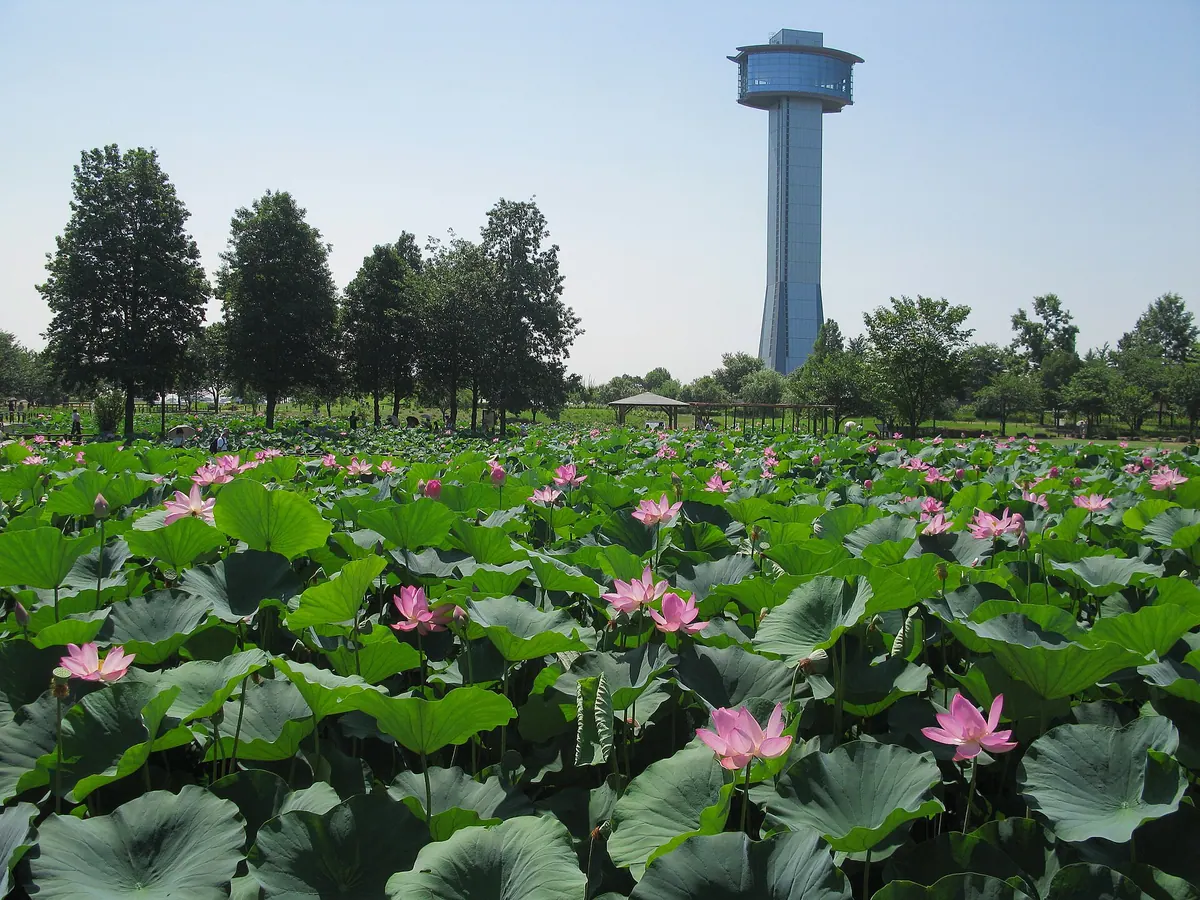 Ancient Lotus Park