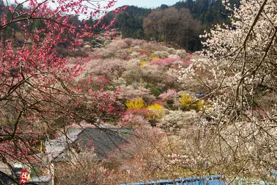 Yoshino Baigō