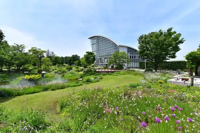 Nagoya Port Wildflower Garden Bluebonnet