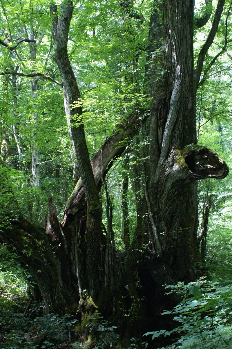 Great Katsura of Wachi