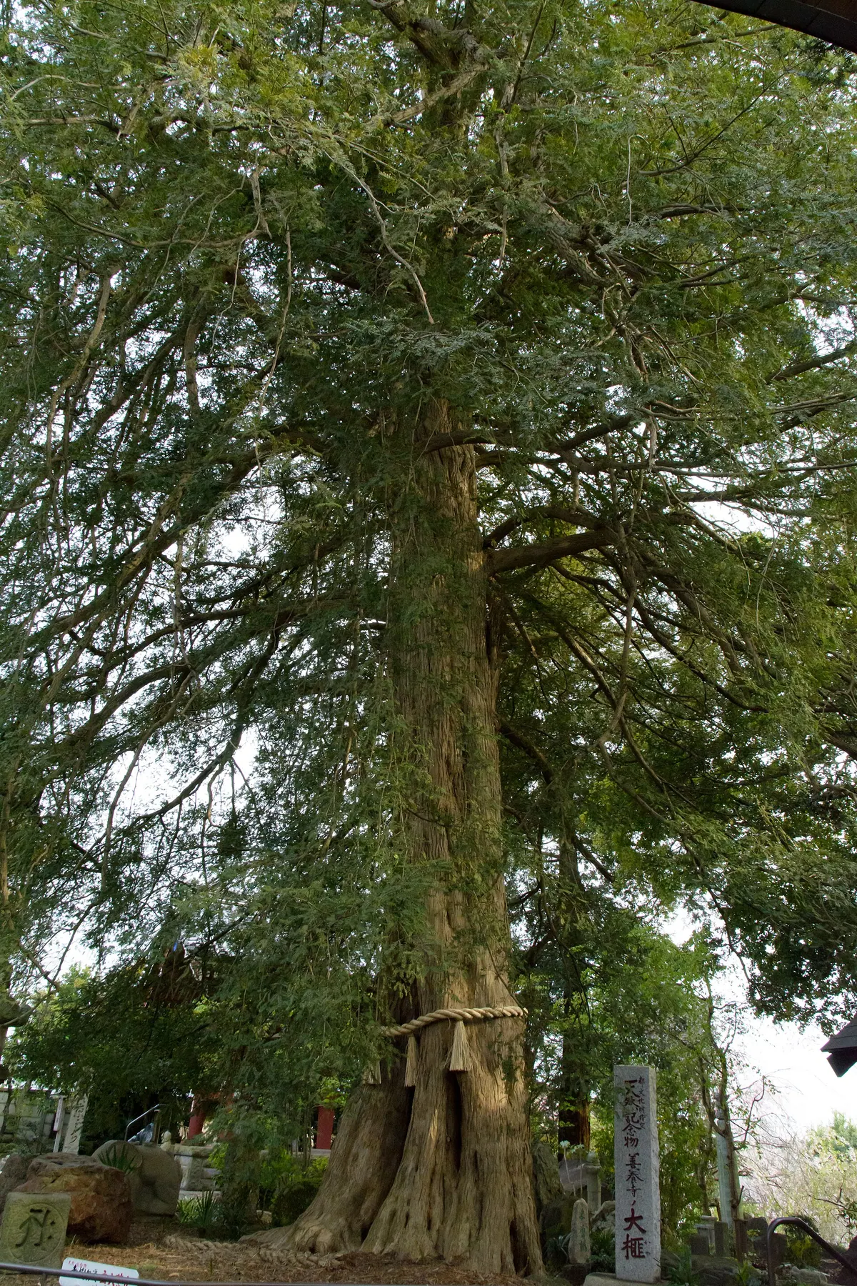 Zenyō-ji Temple Kaya Tree