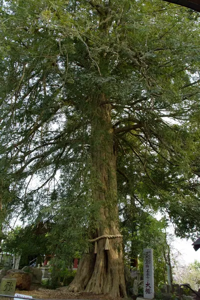 Zenyō-ji Temple Kaya Tree