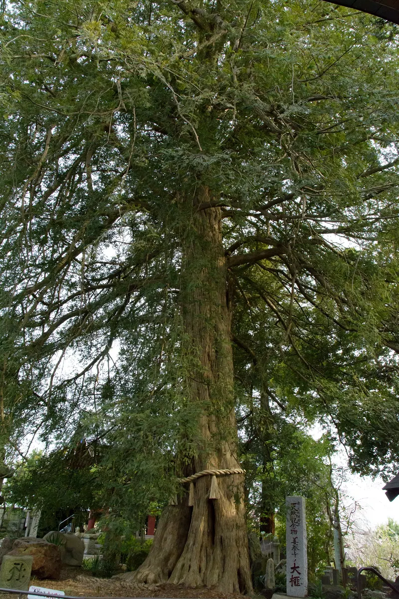 Zenyō-ji Temple Kaya Tree
