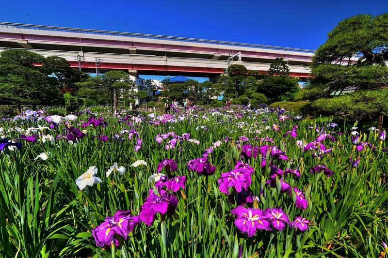 Horikiri Iris Garden
