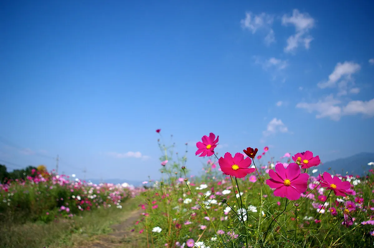 Yume Cosmos Garden