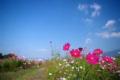 Yume Cosmos Garden