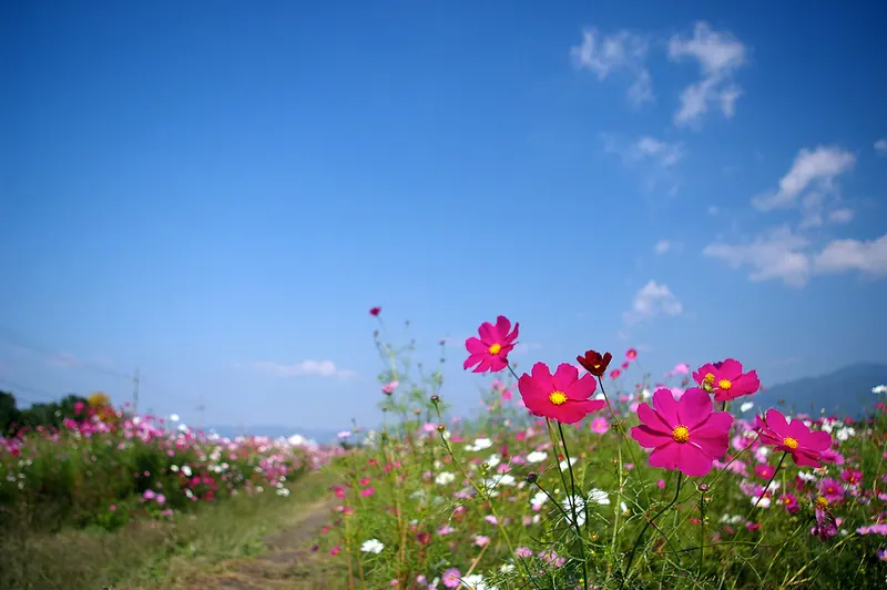 Yume Cosmos Garden