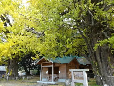 Miyauragū