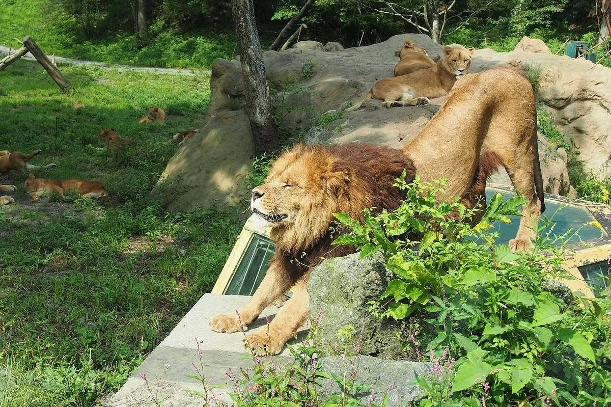 Fuji Safari Park
