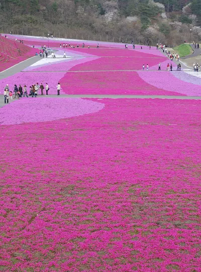 Sibazakura Park