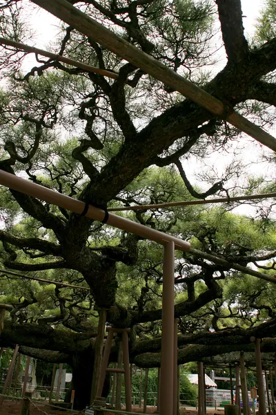 Yōgō no Matsu