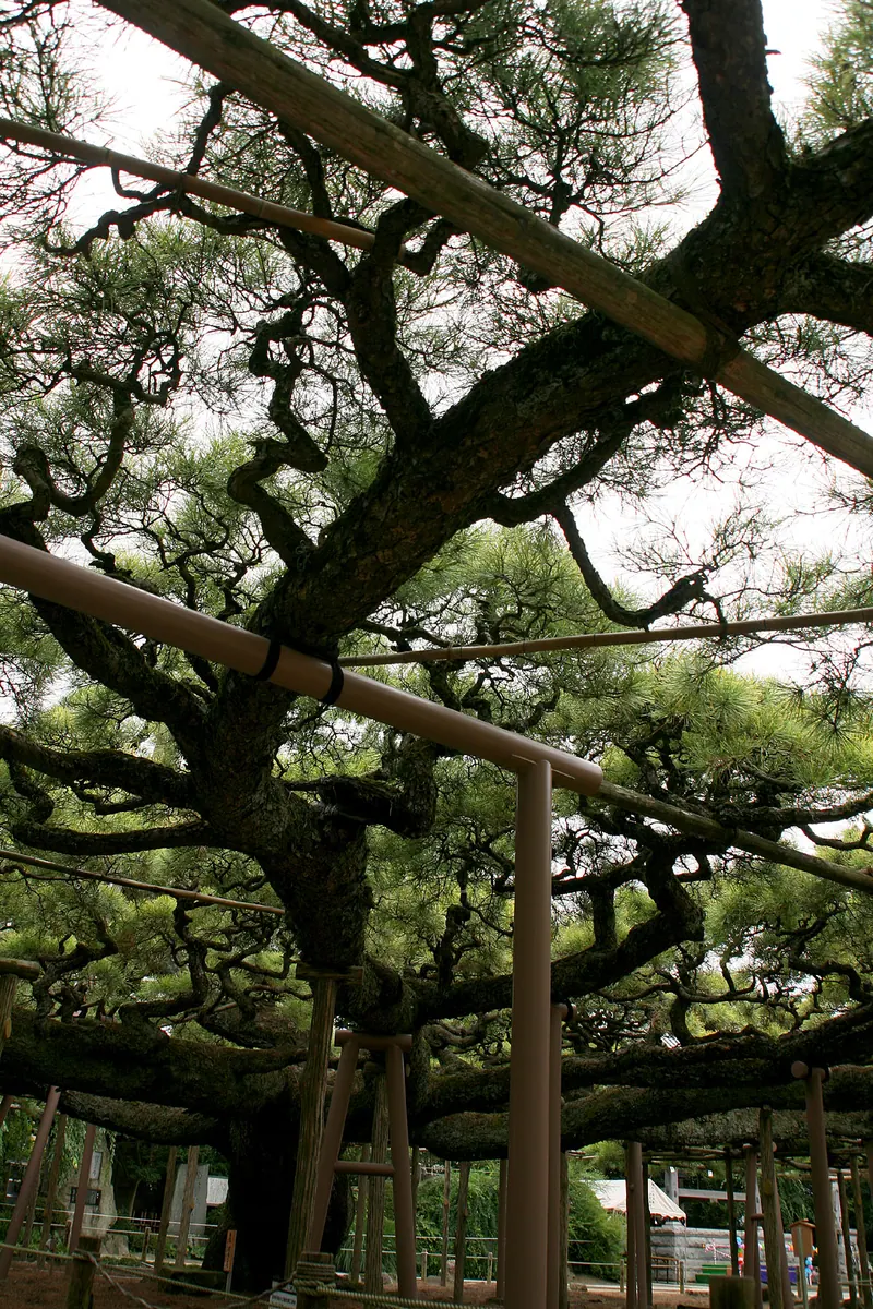 Yōgō no Matsu