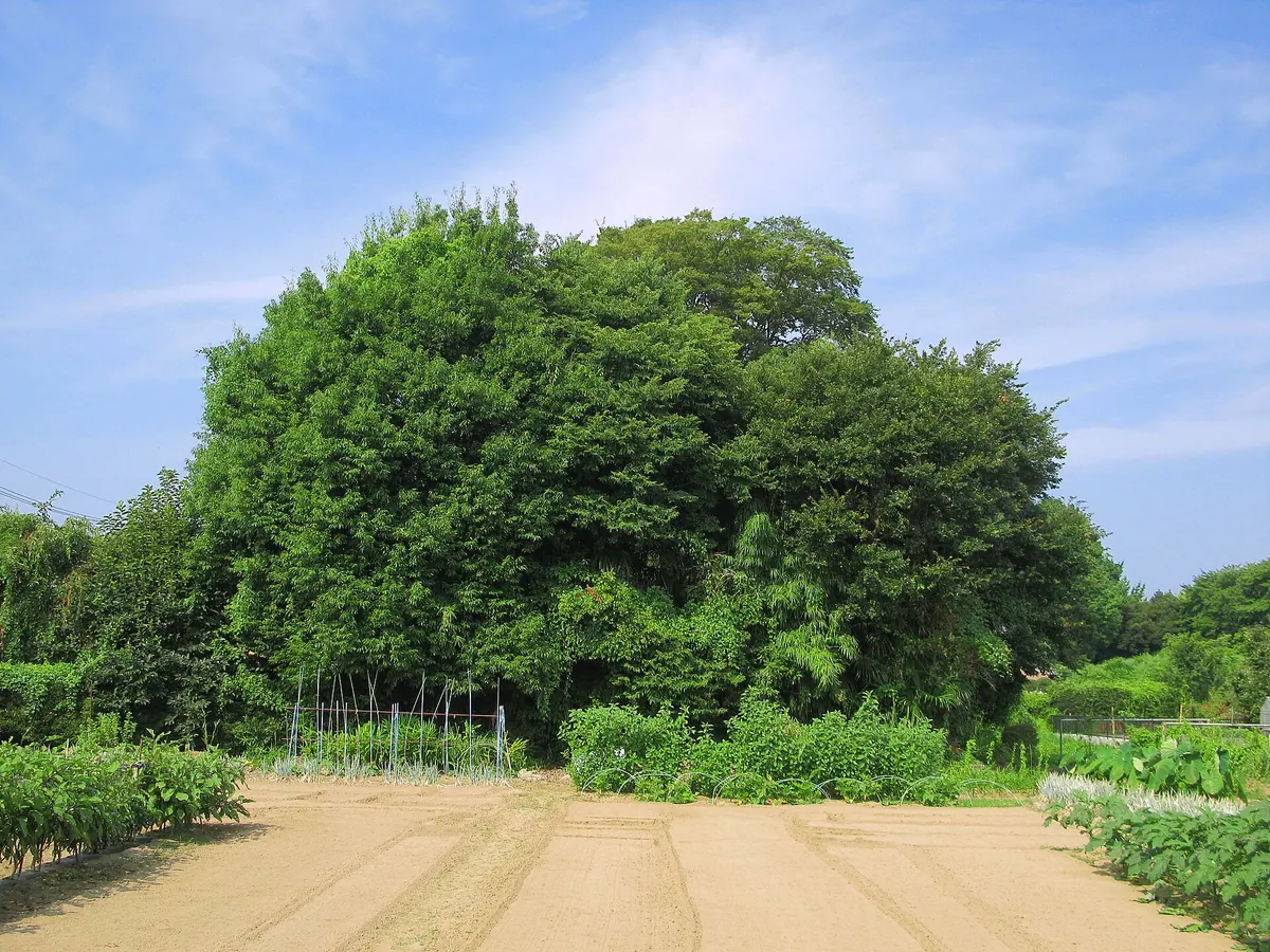 Tobaguchiyama Kofun