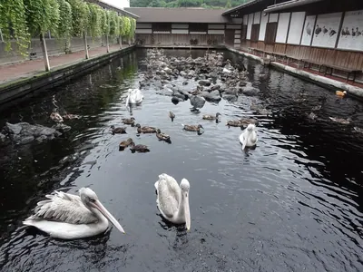 Kakegawa Kachoen