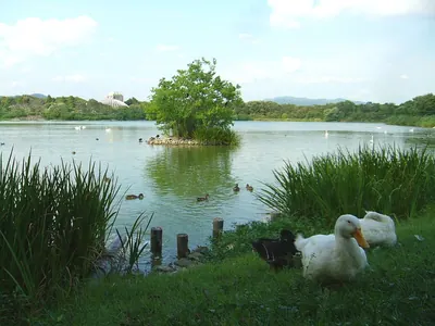 Koyaike Park