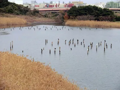 Tokyo Wild Bird Park