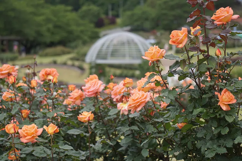 Higashizawa Rose Park