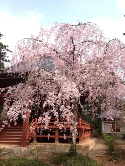 Matsumushi-dera Temple