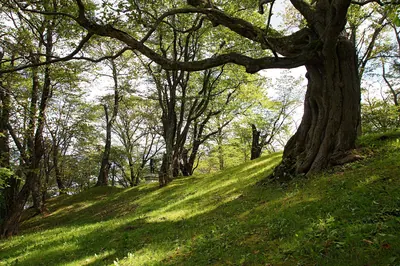 Katsuragaoka Park